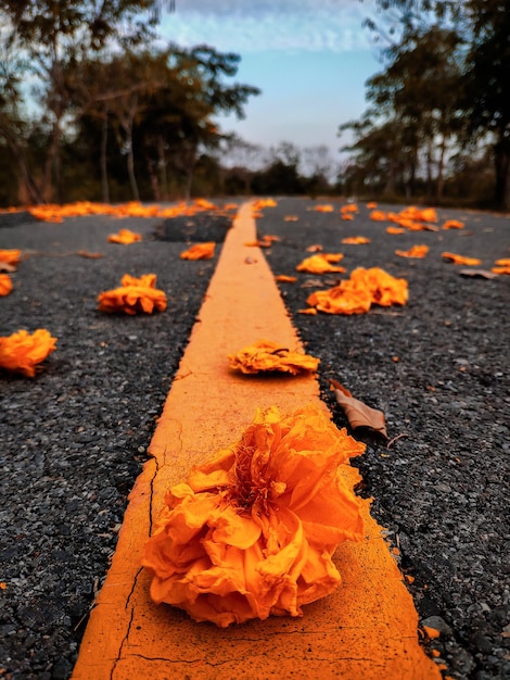 Foto close-up de folhas de outono na estrada