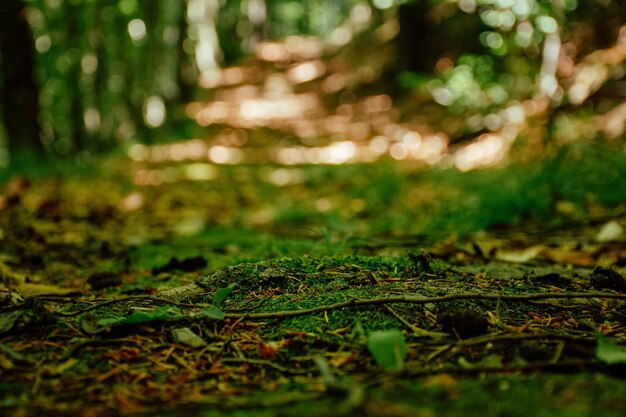 Foto close-up de folhas de outono no campo