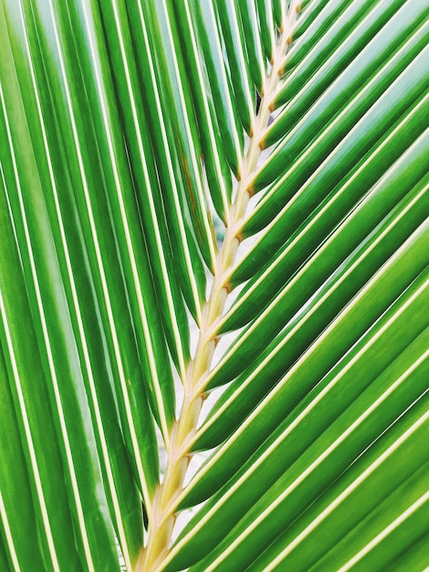 Foto close-up de folhas de palmeira