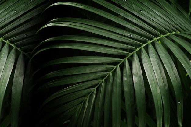 Close-up de folhas de palmeira