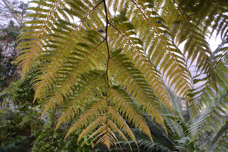 Foto close-up de folhas de palmeira