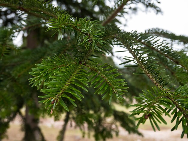 Foto close-up de folhas de pinheiro