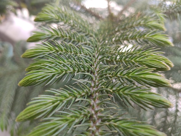 Close-up de folhas de pinheiro
