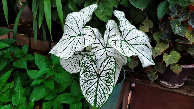 Foto close-up de folhas de plantas com flores brancas