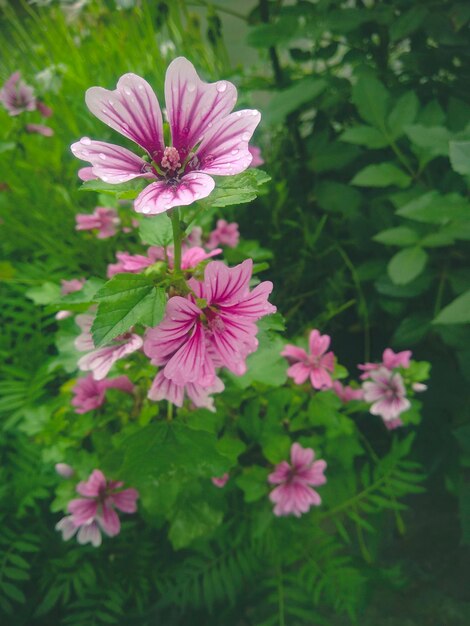 Close-up de folhas de plantas com flores cor-de-rosa