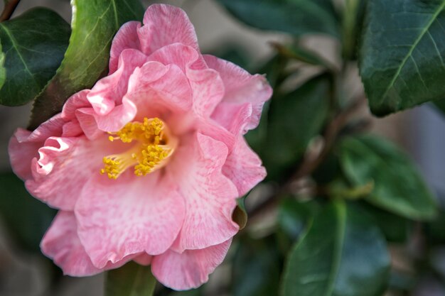 Foto close-up de folhas de plantas com flores cor-de-rosa