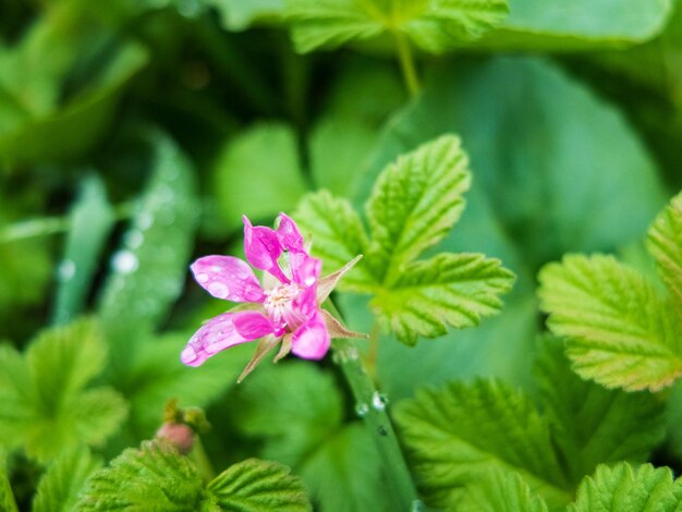 Foto close-up de folhas de plantas com flores cor-de-rosa