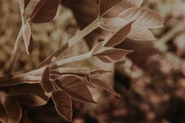 Foto close-up de folhas de plantas com flores no campo