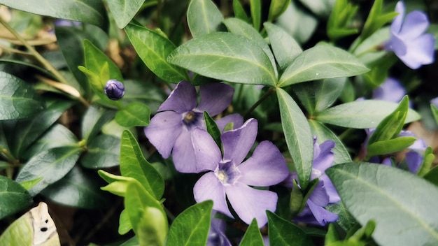 Foto close-up de folhas de plantas com flores roxas