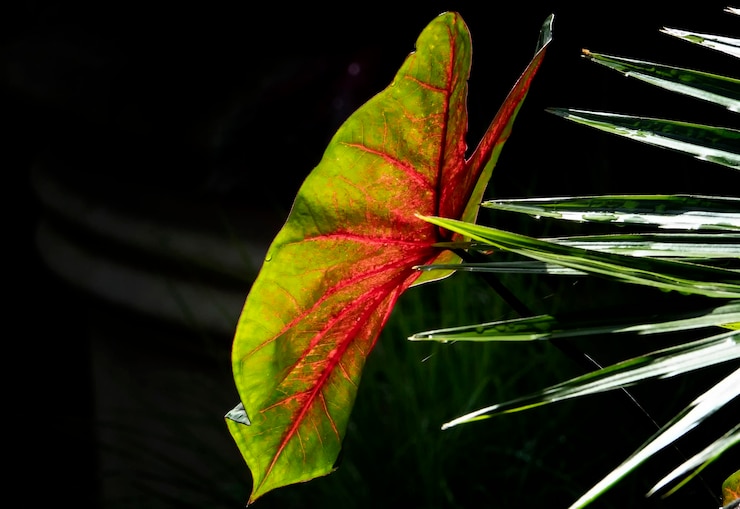 Foto close-up de folhas de plantas contra fundo preto