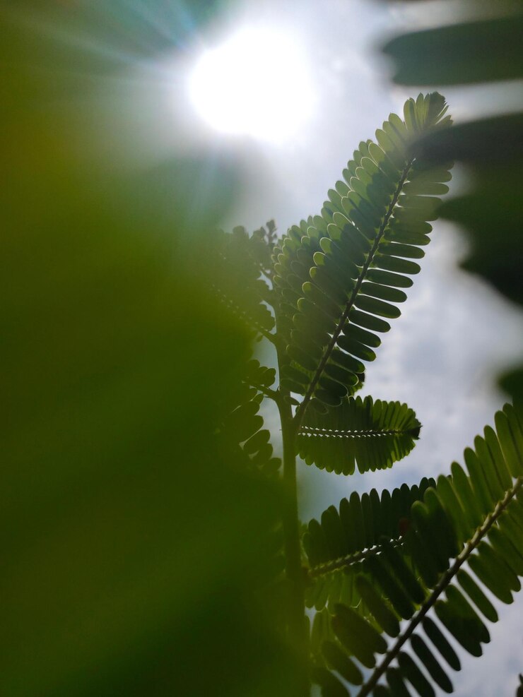 Foto close-up de folhas de plantas contra o céu em um dia ensolarado