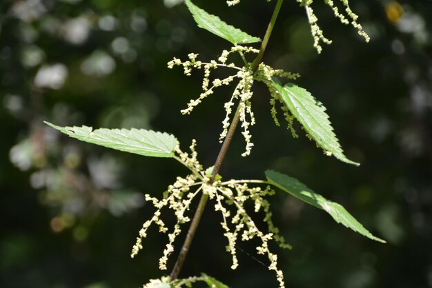 Foto close-up de folhas de plantas durante o inverno