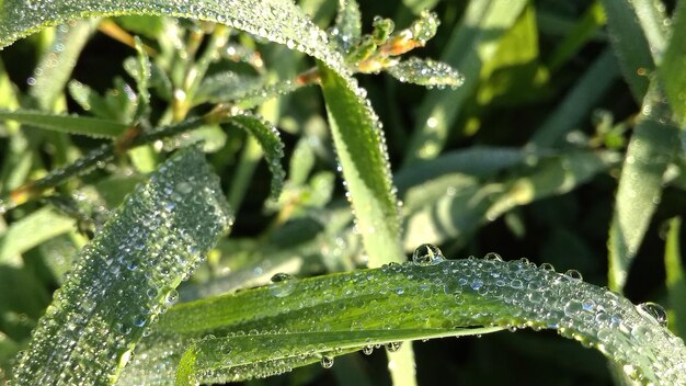 Foto close-up de folhas de plantas molhadas durante a estação chuvosa