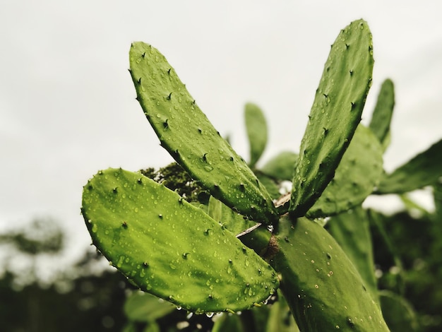 Close-up de folhas de plantas molhadas