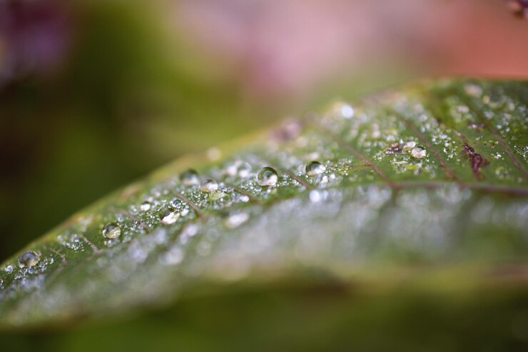 Foto close-up de folhas de plantas molhadas