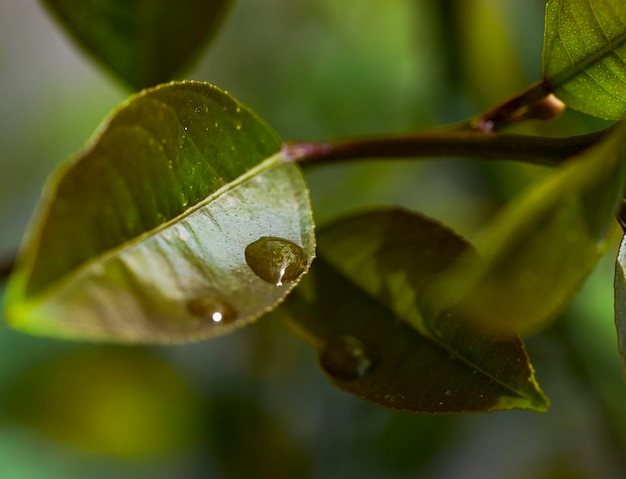 Foto close-up de folhas de plantas molhadas