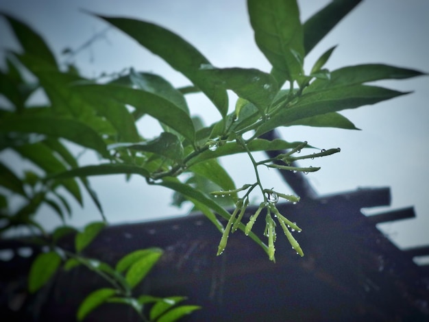 Close-up de folhas de plantas molhadas