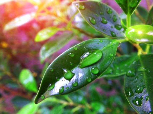 Foto close-up de folhas de plantas molhadas