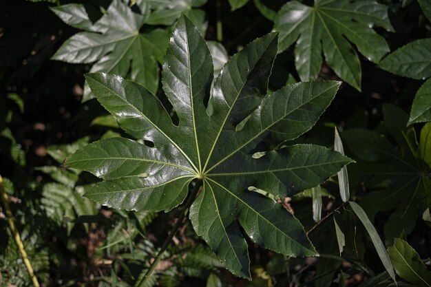 Close-up de folhas de plantas molhadas