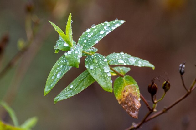 Foto close-up de folhas de plantas molhadas