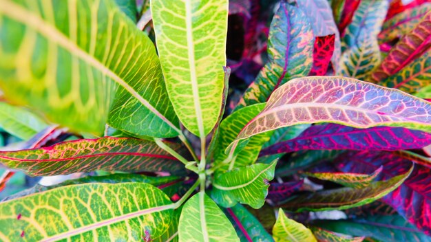 Foto close-up de folhas de plantas