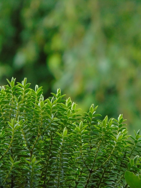 Close-up de folhas de plantas