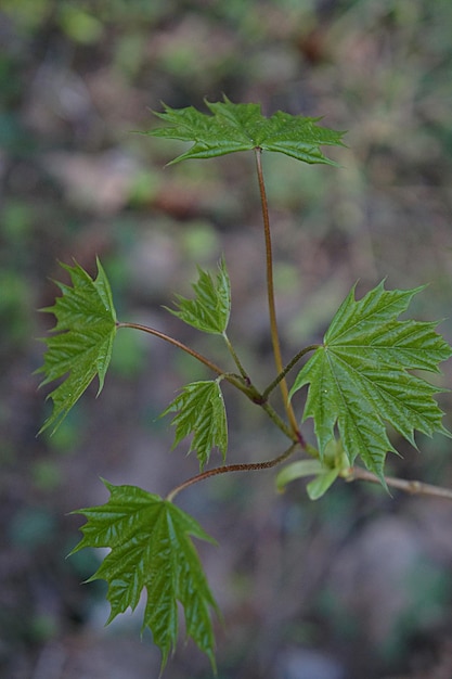 Close-up de folhas de plantas