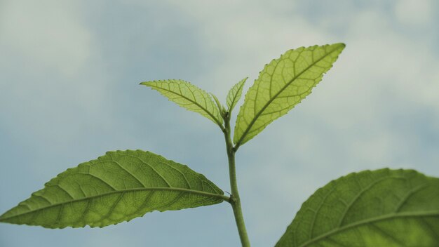 Close-up de folhas de plantas