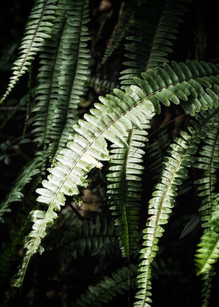 Foto close-up de folhas de samambaia em árvores