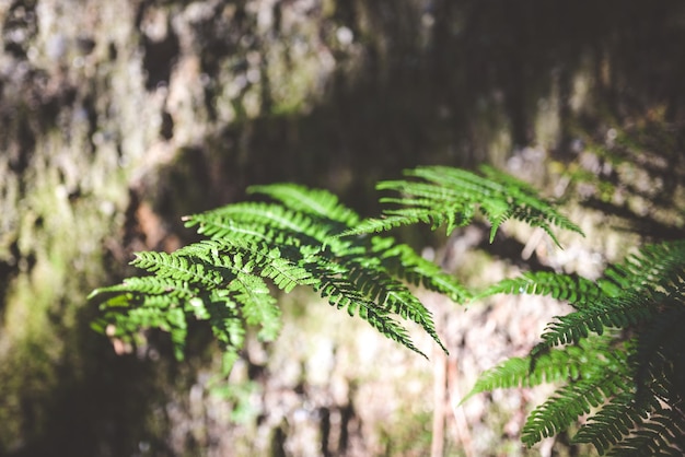 Foto close-up de folhas de samambaia na floresta