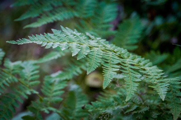 Foto close-up de folhas de samambaia