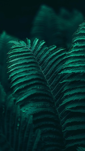Close-up de folhas de samambaia