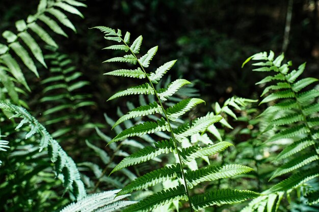 Close-up de folhas de samambaia