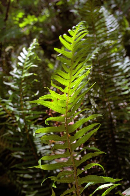 Foto close-up de folhas de samambaia