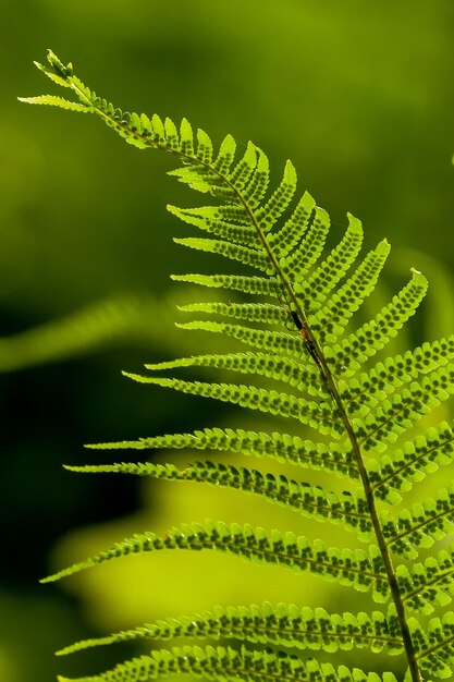 Foto close-up de folhas de samambaia