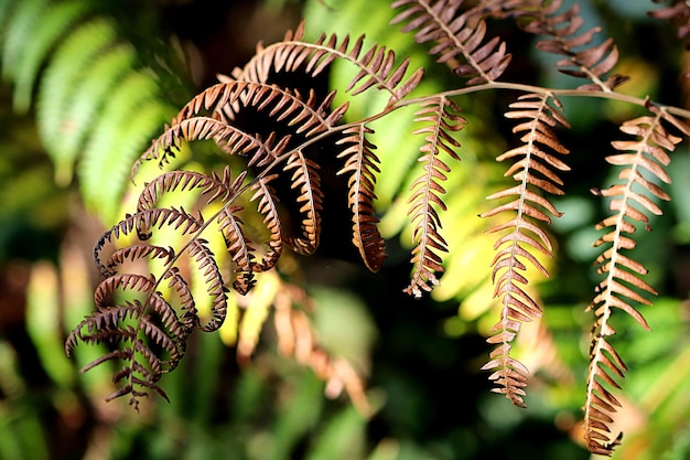 Close-up de folhas de samambaia