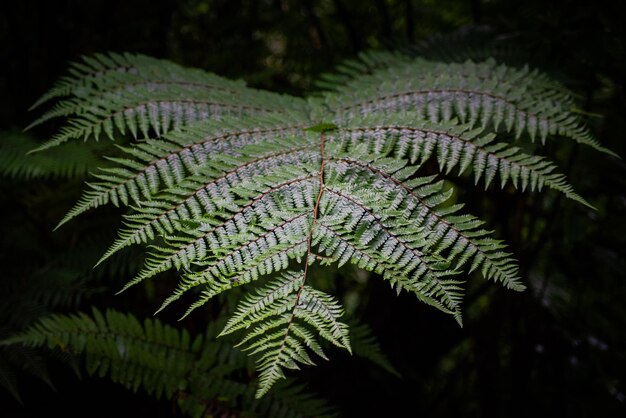 Foto close-up de folhas de samambaia