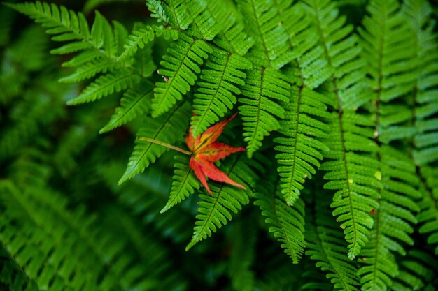 Foto close-up de folhas de samambaia