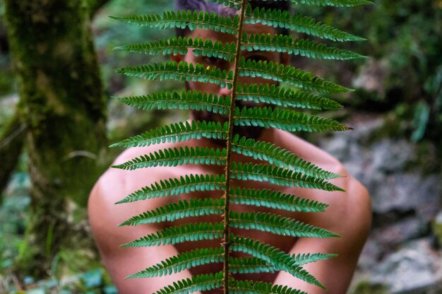 Foto close-up de folhas de samambaia