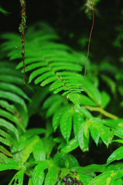 Foto close-up de folhas de samambaia