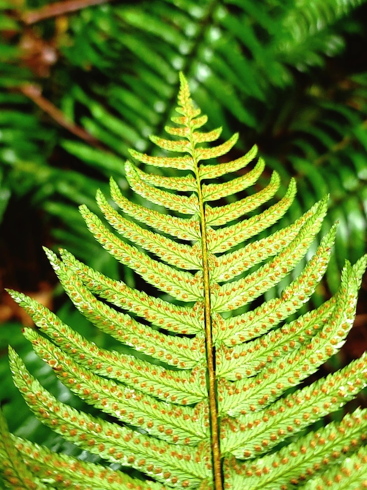 Foto close-up de folhas de samambaia