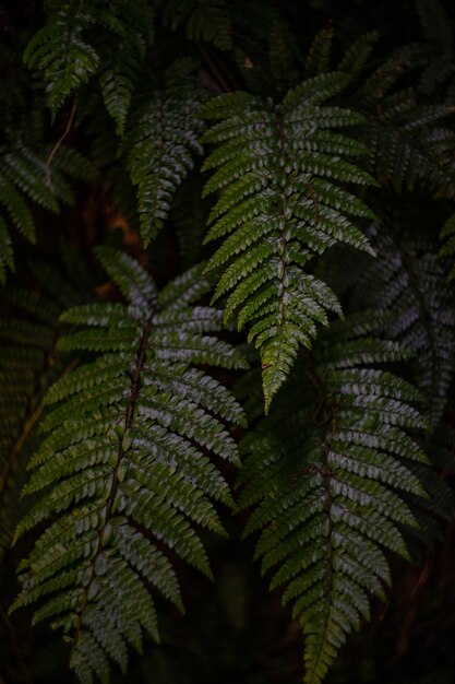 Foto close-up de folhas de samambaia