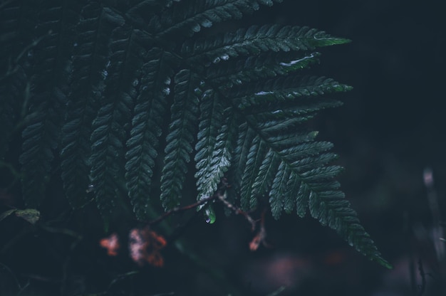 Close-up de folhas de samambaia