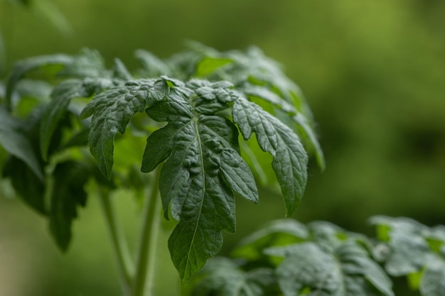 Foto close-up de folhas de tomate verde