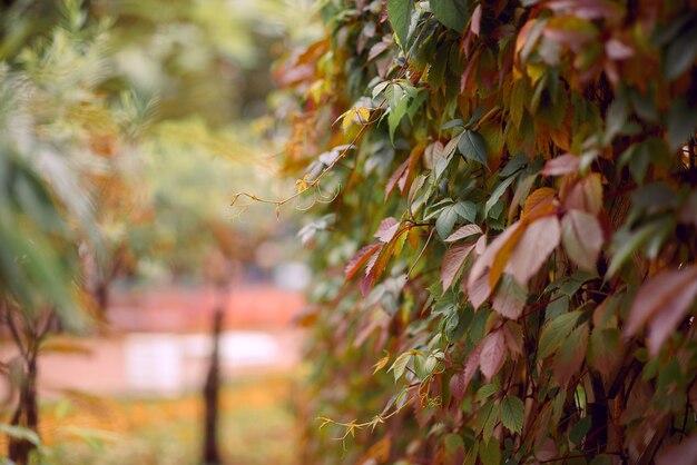 Foto close-up de folhas de trepadeira de outono virgínia macro de folhas de uva selvagem de outono folhas coloridas de planta trepadeira como fundo de halloween da temporada de outono