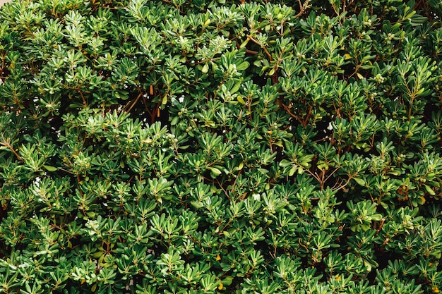 Close-up de folhas densas de arbustos de Pittosporum tobira.