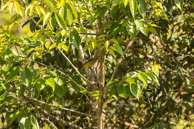 Foto close-up de folhas em árvores