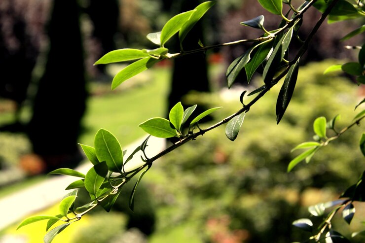 Foto close-up de folhas em árvores