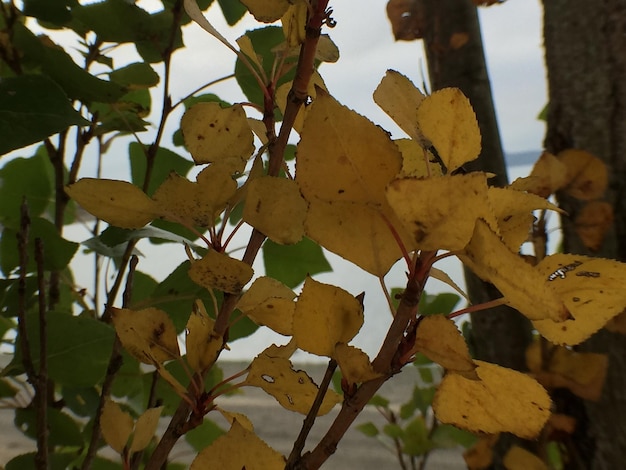 Foto close-up de folhas em árvores