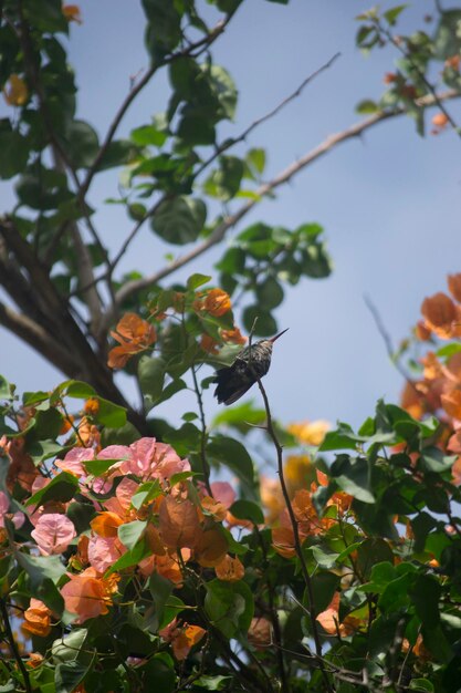 Foto close-up de folhas em árvores